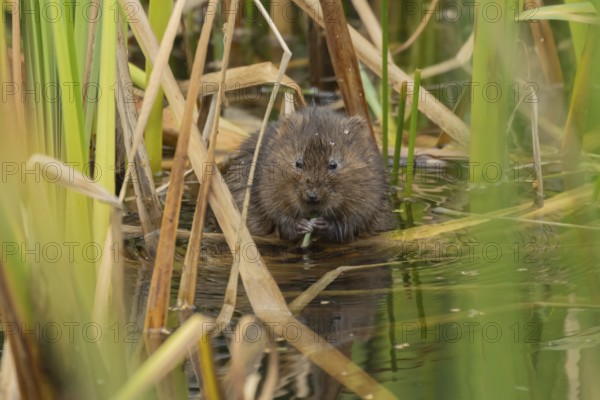 Water vole (Arvicola amphibius) adult animal feeding on a reed plant stem in a pond, England,