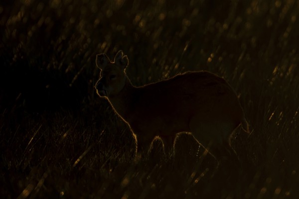 Chinese water deer (Hydropotes inermis) adult animal rim lit with backlighting at sunset standing