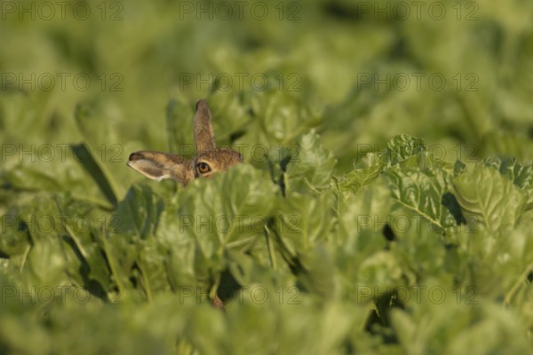 European brown hare (Lepus europaeus) adult animal in a farmland sugar beet crop in summer,
