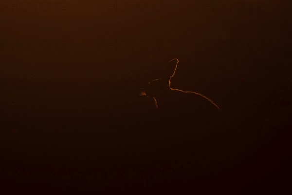 European brown hare (Lepus europaeus) adult animal rim lit from backlighting in a farmland field at