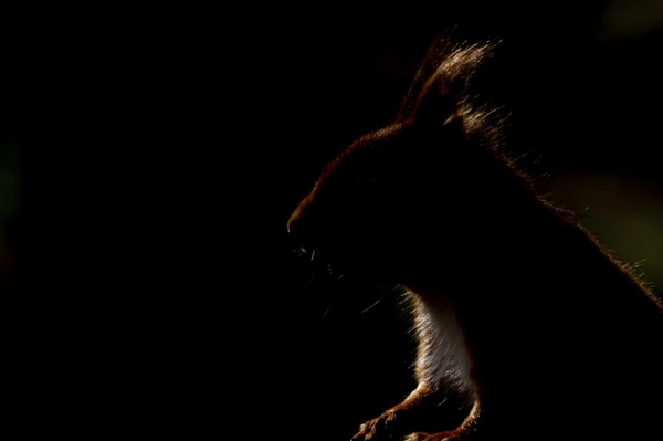 Red squirrel (Sciurus vulgaris) adult animal rim lit with backlighting head portrait, England,