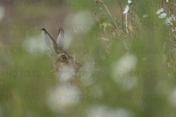 European brown hare (Lepus europaeus) adult animal in long grass with Oxeye daisy flowers in