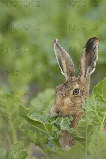 European brown hare (Lepus europaeus) adult animal feeding on a leaf in a farmland sugar beet