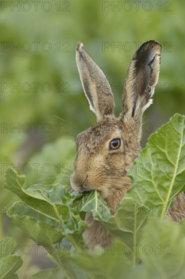 European brown hare (Lepus europaeus) adult animal eating a leaf in a farmland sugar beet field,