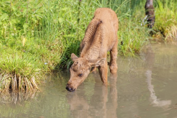 A Moose calf (Alces alces) stands in a shallow stream drinking