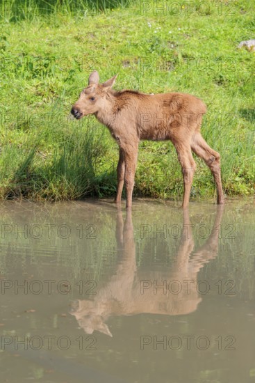 A moose calf (Alces alces) walks along the bank of a shallow stream on a sunny day in search of