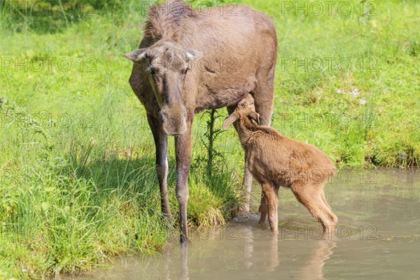 A female moose suckles her calf (Alces alces) on the bank of a shallow stream on a sunny day