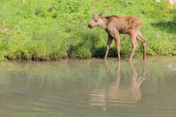 A moose calf (Alces alces) walks along the bank of a shallow stream on a sunny day in search of