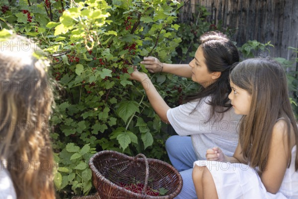 A woman and two girls picking redcurrants or currants, Ribes Rubum, Upper Bavaria, Bavaria, Germany