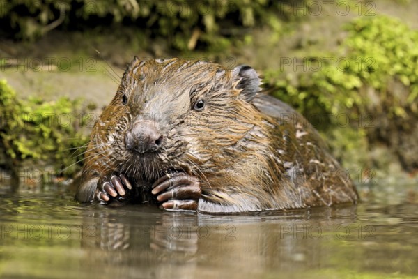 Eurasian beaver, European beaver (Castor fibre), feeding in the water, Canton Zug, Switzerland