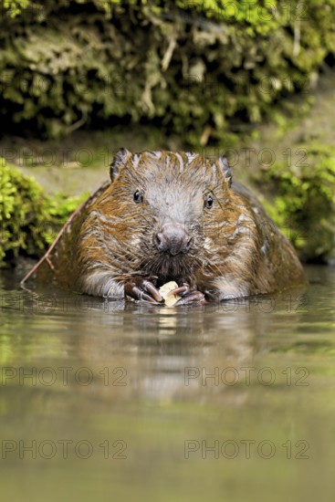 Eurasian beaver, European beaver (Castor fibre), eating an acorn in the water, Canton Zug,