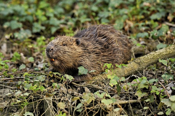 Eurasian beaver, European beaver (Castor fibre), eating leaves on the bank of a stream, Canton Zug,