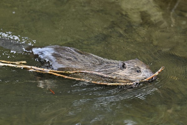 Eurasian beaver, European beaver (Castor fibre), swimming in a stream with a branch in its mouth,