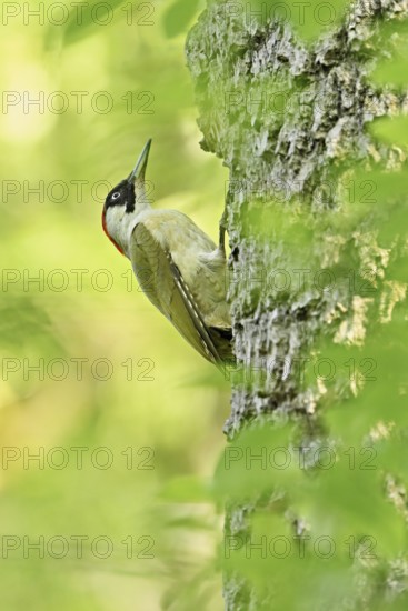 Green woodpecker, grasspecker (Picus viridis), female climbing up the tree trunk, Canton Zug,