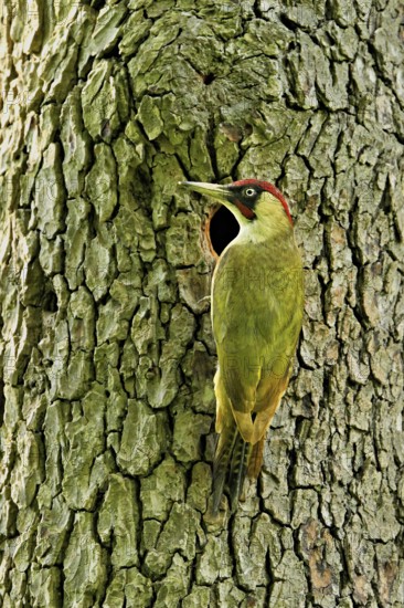 Green woodpecker (Picus viridis), male in front of his breeding cavity on a tree trunk, Canton Zug,