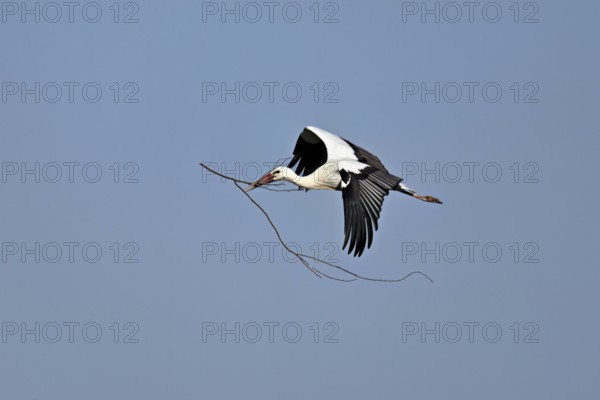 White stork (Ciconia ciconia), with nesting material in its beak in flight, Canton Aargau,