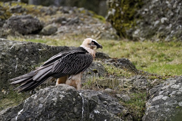 Bearded vulture or lammergeier (Gypaetus barbatus), standing on rock, captive, Canton Schwyz,