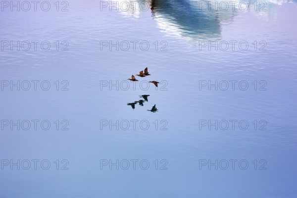 Flock of birds flying over JökulsÃ¡rlÃ³n glacier lagoon, Jökulsarlon, glacial lake, HornafjörÃ°ur,
