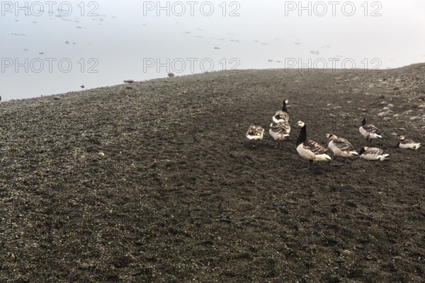 White-fronted geese or barnacle geese (Branta leucopsis), JökulsÃ¡rlÃ³n glacier lagoon,