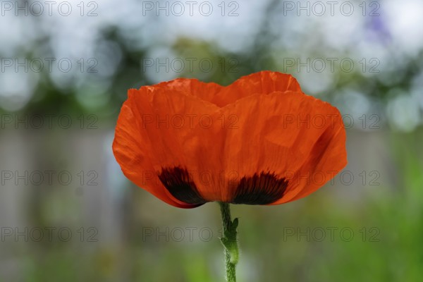 Bright red poppy flower in front of blurred background, delicate petals and green stem in focus,