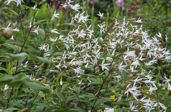 Gillenia trifoliata (Gillenia trifoliata), MÃ¼nsterland, North Rhine-Westphalia, Germany
