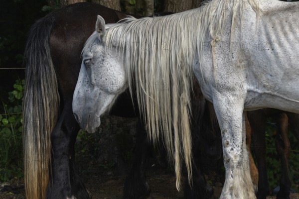 A white pair with long, golden manes are found between a large group of thick and brown pairs. Het