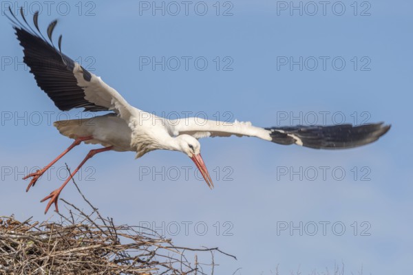 Een witte Ooievaar met zwarte vleugelpunten vliegt over een groot nest, met oranje poten