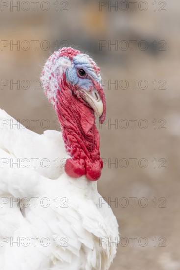 Een witte kalkoen staat in het veld. The bird has a blue, round head and a long, round neck. Het