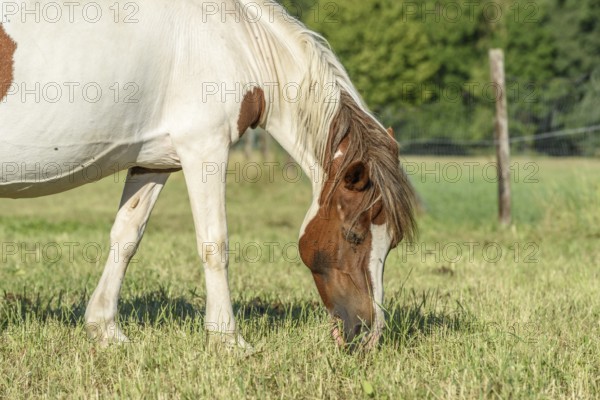 Een paard met een bruin-witte vacht staat op een groene weide en eet gras. De zon schijnt en de