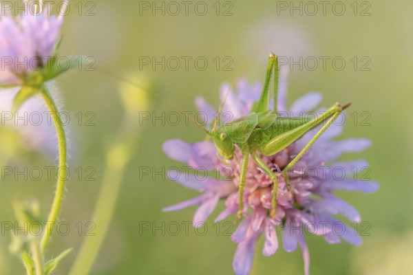 A large sprinkhaan is located a few metres above the ground and is framed by the delicate colours