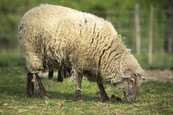 Een dik, wollig schaap staat in een groene weide en graast rustig op een zonnige ochtend. Op de
