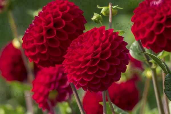Dahlia (Dahlia), North Rhine-Westphalia, Germany
