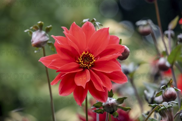 Red Dahlia (Dahlia), North Rhine-Westphalia, Germany