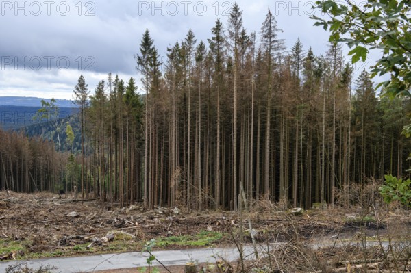 Dead spruces due to climate change diseased trees during massive forest dieback, forest floor in