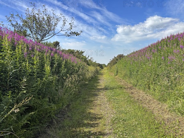 A path between flowering plants under a sunny sky with light clouds, old railway line turned wall