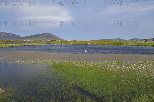 Shallow lagoon with grassy shores and water lilies, framed by hills under a sunny sky, Outer