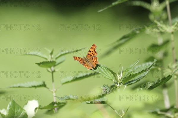 C-moth (Polygonia c-album), stinging nettles (Urtica), wings, coloured, green, orange, nature, The