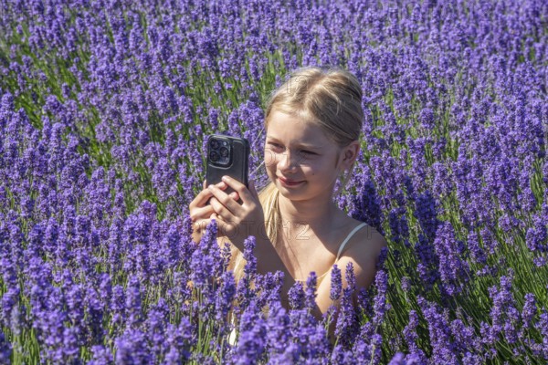 Blonde girl, 9 years old, photographing blooming lavender with a mobile phone in Köpingebro, Ystad