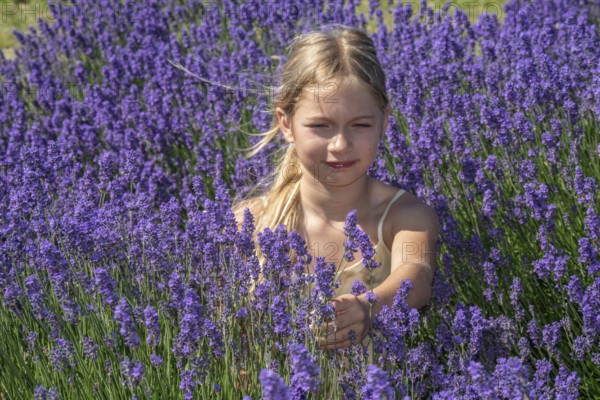 Blonde girl, 9 years old, picking blooming lavender in Köpingebro, Ystad Municipality, SkÃ¥ne