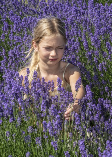 Blonde girl, 9 years old, picking blooming lavender in Köpingebro, Ystad Municipality, SkÃ¥ne