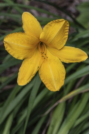 Daylily (Hemerocallis Norton Orange), Emsland, Lower Saxony, Germany