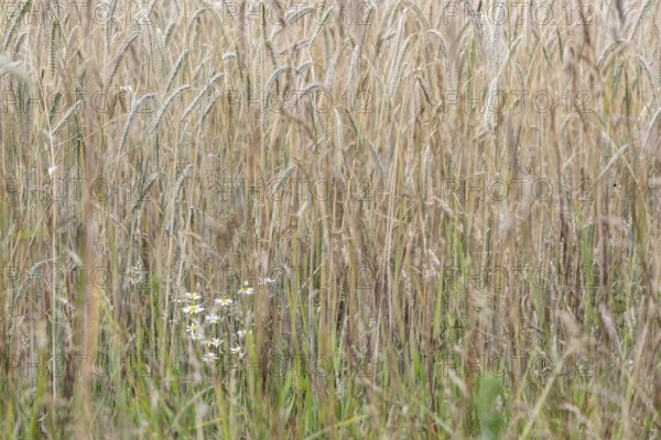Scentless mayweed (Tripleurospermum inodorum) in front of triticale (Triticale), Emsland, Lower
