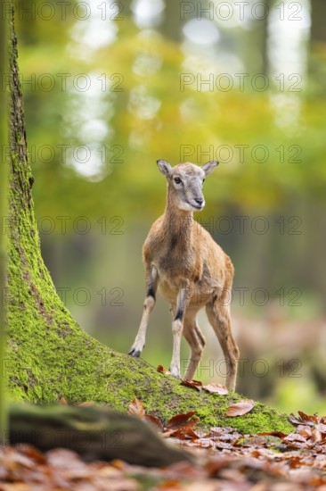 European mouflon (Ovis aries musimon) sheep (female) walking in a forest in autumn, Bavaria,