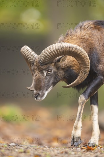 European mouflon (Ovis aries musimon) ram (male) walking in a forest in autumn, Bavaria, Germany