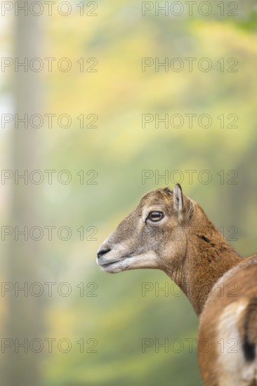 European mouflon (Ovis aries musimon) sheep (female) standing in a forest in autumn, portrait,