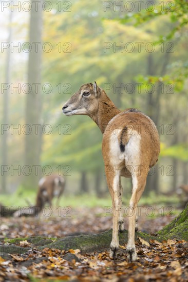 European mouflon (Ovis aries musimon) sheep (female) standing in a forest in autumn, Bavaria,