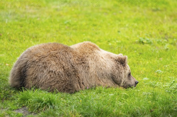 Eurasian Brown Bear (Ursus arctos arctos) lying on a meadow, Bavaria, Germany