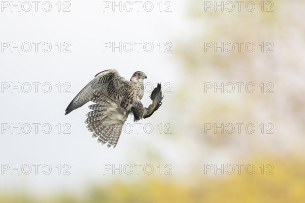 Peregrine falcon (Falco peregrinus) hunting, autumn, Bavaria, Germany