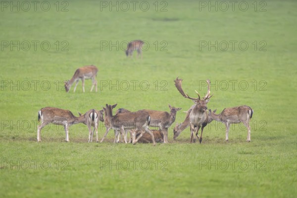 European fallow deer (dama dama) buck with his pack during the rutting season on a meadow in