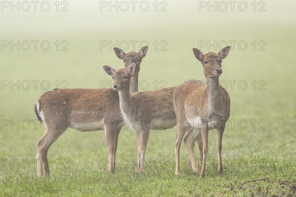 European fallow deer (dama dama) doe standing on a meadow on a foggy day in autumn, Bavaria,